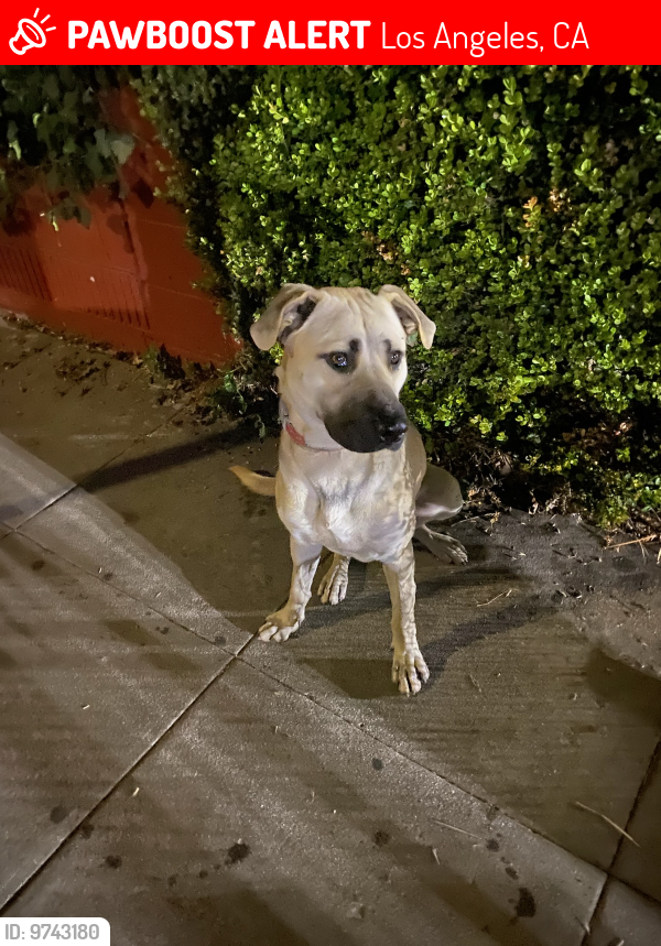 Lost Male Dog last seen 103rd Street and Compton Ave, by the Food4Less, Los Angeles, CA 90002