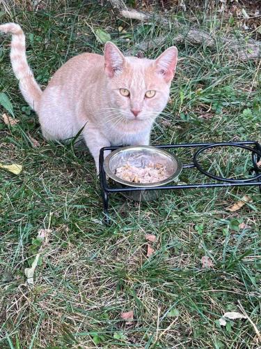 Lost Male Cat last seen Glenwood Drive near Land Little Horses Gettysburg PA, Adams County, PA 17325