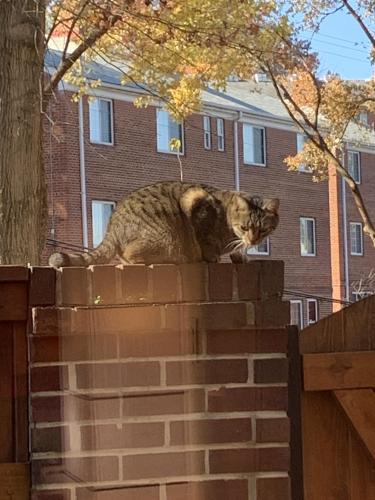 Found/Stray Unknown Cat last seen N Cleveland st and langston, Arlington, VA 22201