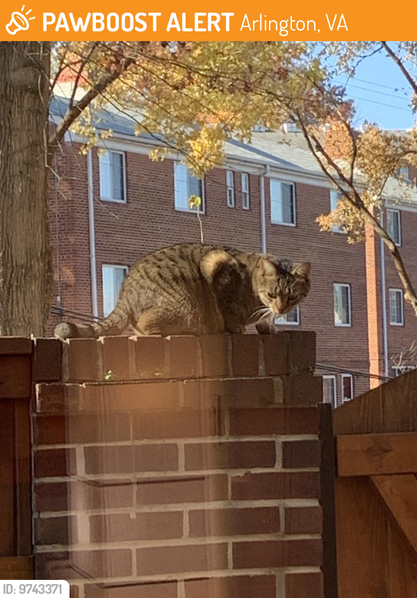 Found/Stray Unknown Cat last seen N Cleveland st and langston, Arlington, VA 22201