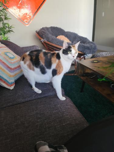 Lost Female Cat last seen Nevada and Warner, Chandler, AZ 85225