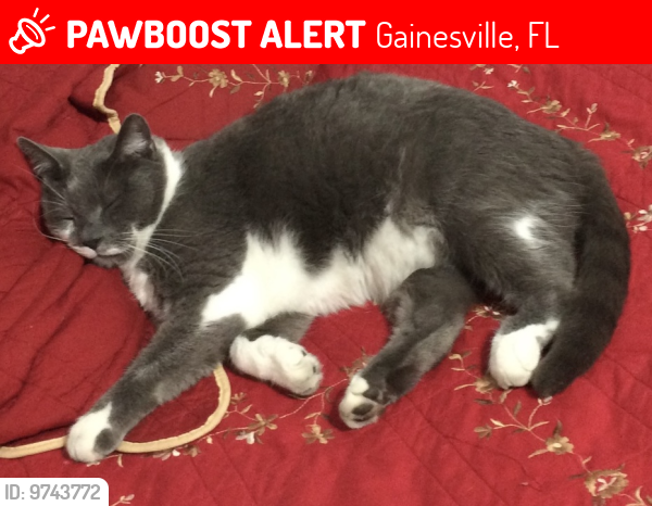 Lost Male Cat last seen Whitney community, Gainesville, FL 32653