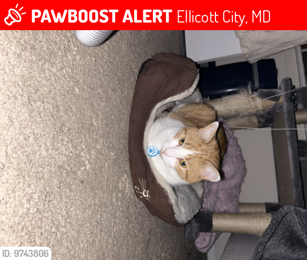 Lost Male Cat last seen Princess shopping center, Ellicott City, MD 21042
