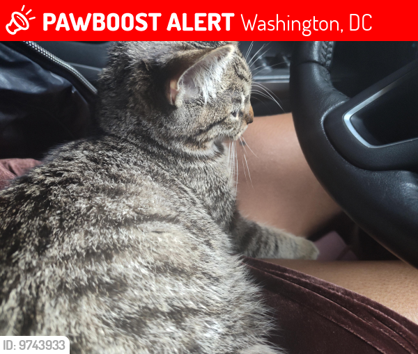 Lost Female Cat last seen T street northwest , Washington, DC 20009
