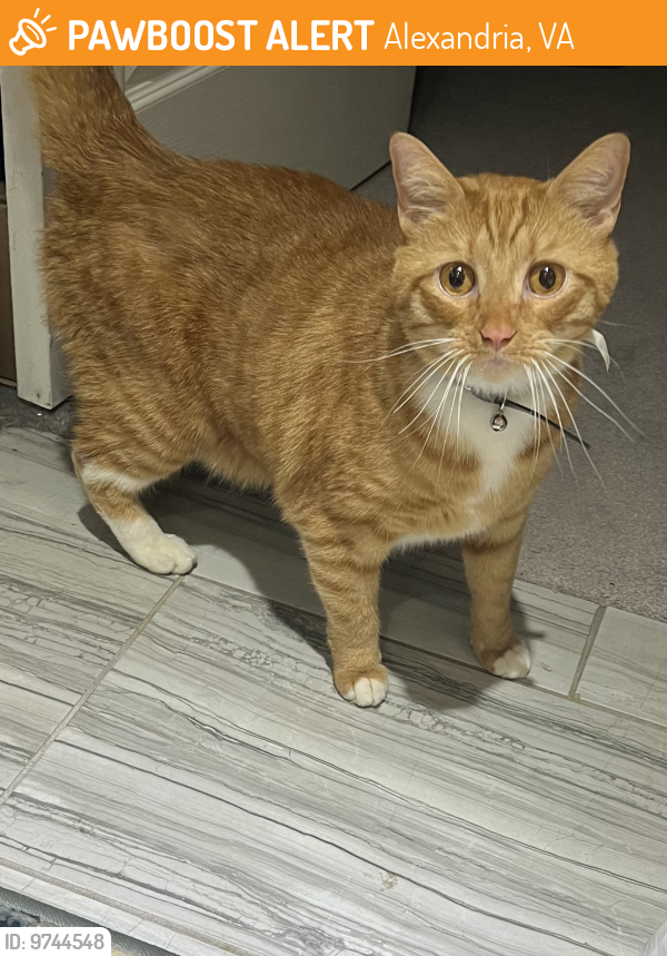 Found/Stray Unknown Cat last seen Mt Vernon Highway , Alexandria, VA 22309