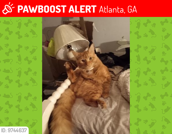 Lost Male Cat last seen Near Denny drive college park ga 30349, Atlanta, GA 30349