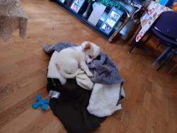 Reunited Male Dog last seen Near Camellia Dr, East Palo Alto, CA 94303, USA, East Palo Alto, CA 94303