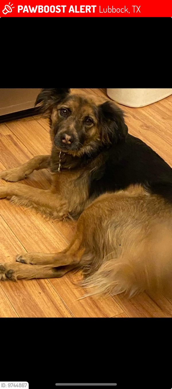 Lost Female Dog last seen 82nd and Milwaukee, Lubbock, TX 79424