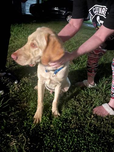 Found/Stray Male Dog last seen Overland trail, Grand Prairie, TX 75052