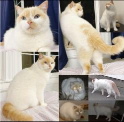 Reunited Male Cat last seen 31st Ave & Irving St, San Francisco, CA 94122, USA, San Francisco, CA 94122