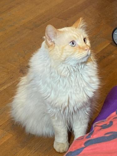 Lost Male Cat last seen Manzano and Phoenix st ne, Albuquerque, NM 87110