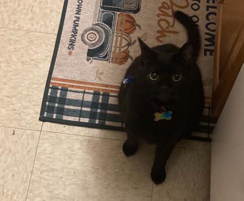 Lost Male Cat last seen Route 30, New oxford Square bolton st. where the firewall is , New Oxford, PA 17350