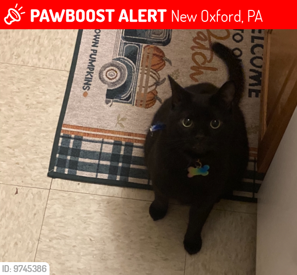 Lost Male Cat last seen Route 30, New oxford Square bolton st. where the firewall is , New Oxford, PA 17350