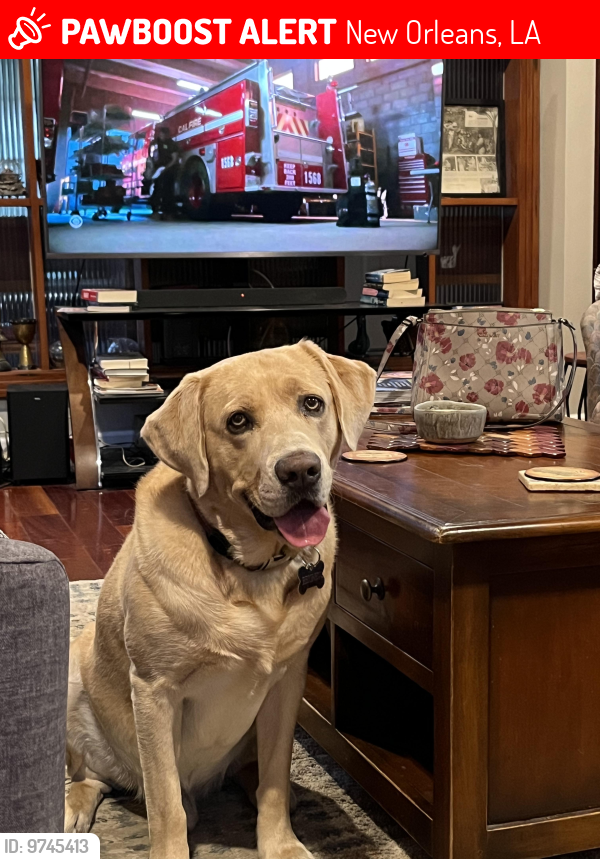 Lost Male Dog last seen Hynes Elementary , New Orleans, LA 70124
