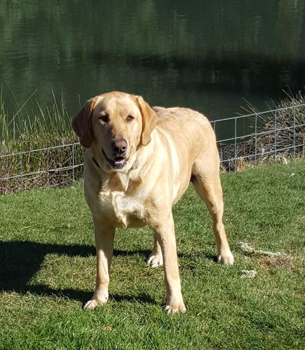 Lost Female Dog last seen Briar Knob Loop and North Abiqua Rd, Scotts Mills, OR 97375