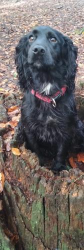 Lost Male Dog last seen Plas power woods - near forest school/king offa tree, Coedpoeth, Wales LL11 3BT