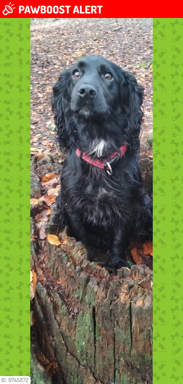 Lost Male Dog last seen Plas power woods - near forest school/king offa tree, Coedpoeth, Wales LL11 3BT