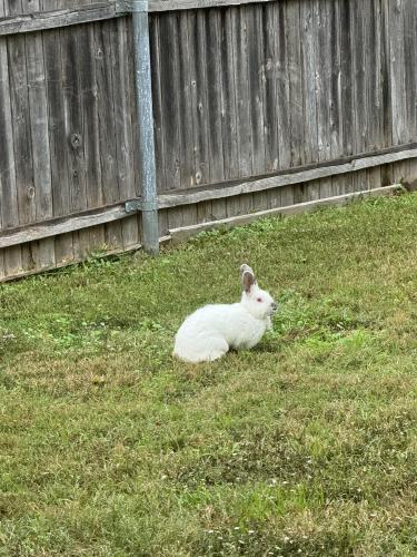 Found/Stray Unknown Rabbit last seen Timberview/Concord, Arlington, TX 76014