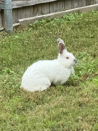Found/Stray Unknown Rabbit last seen Terrebonne Ct near Timberview/Collins 76014, Arlington, TX 76014