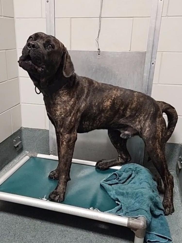 Shelter Stray Male Dog last seen Falls Church, VA, 22042, 6412 Arlington Blvd, Fairfax County, VA, Fairfax, VA 22032