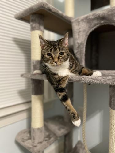Lost Female Cat last seen College Ave., short minutes away from Old Ellicott City. We are in the Taylor Village community., Ellicott City, MD 21043