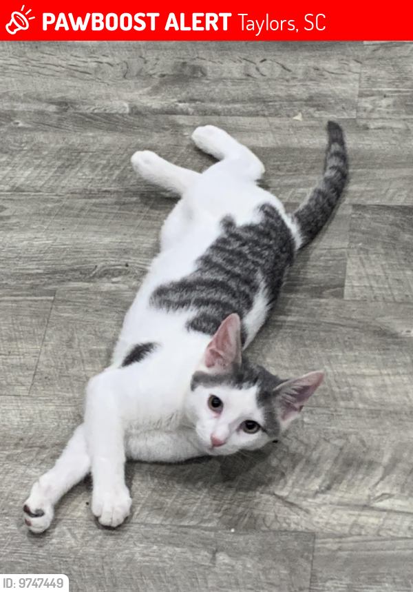 Lost Male Cat last seen Piedmont Ave and Coleman Lane , Taylors, SC 29687