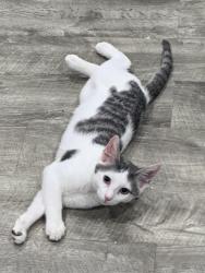 Lost Male Cat last seen Piedmont Ave and Coleman Lane , Taylors, SC 29687