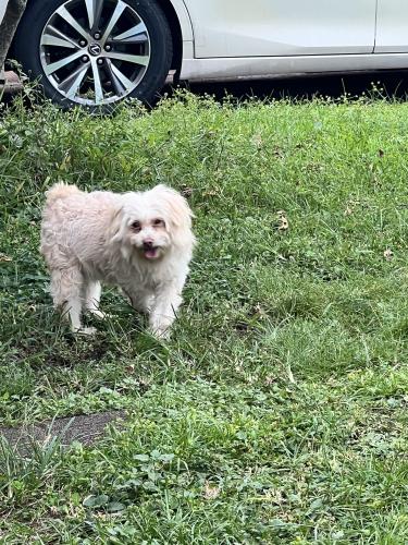 Lost Female Dog last seen o my pet was last seen with a friend who says my dog ran to chase a cat in the neighborhood. Please help find her , Miami Gardens, FL 33056