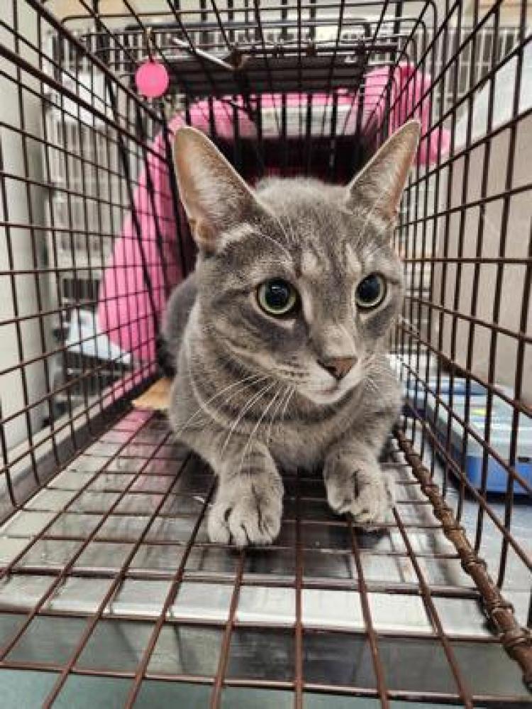 Shelter Stray Male Cat last seen Falls Church, VA, 22042, Monticell Dr & Linda Ln, Fairfax County, VA, Fairfax, VA 22032