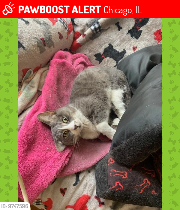 Lost Female Cat last seen touhy and bell, Chicago, IL 60645