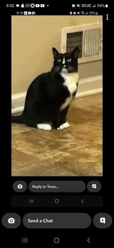 Lost Female Cat last seen Lakewood crossing /bristol drive and big timber rd hampshire , Hampshire, IL 60140