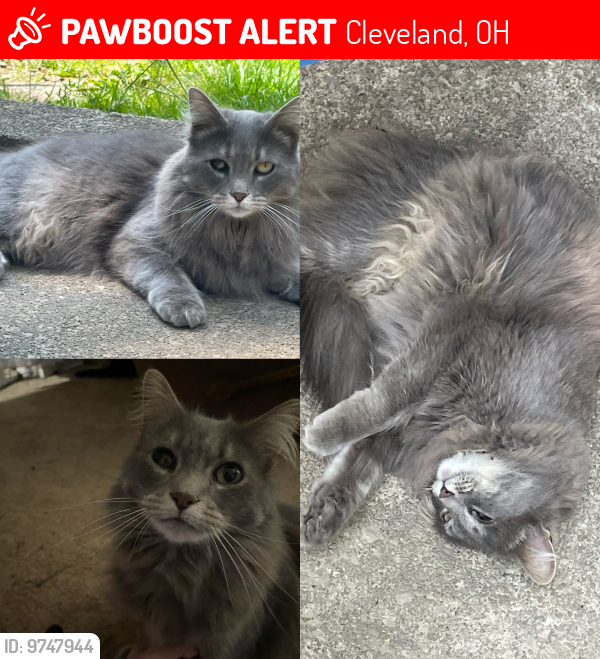 Lost Female Cat last seen corner of West 32nd and Library Ave., Cleveland, OH 44109