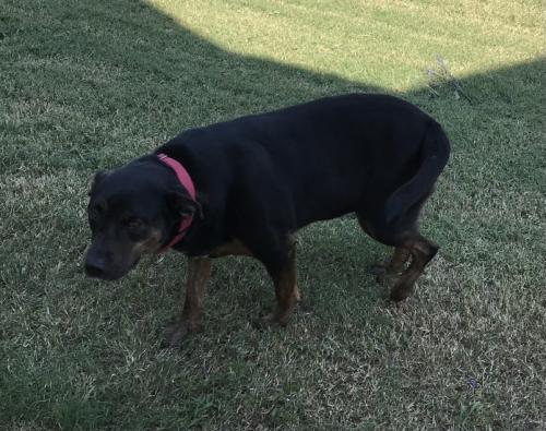 Lost Female Dog last seen Near & Baker Lane, Alvarado, TX 76009