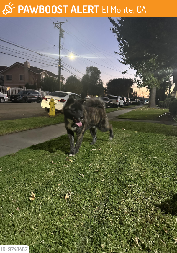 El Monte, CA Stray Dog Found Near Near maxson rd el monte CA PawBoost