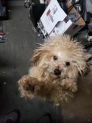 Lost Male Dog last seen Near block  N. 3rd street phila. pa. 19126, Philadelphia, PA 19126