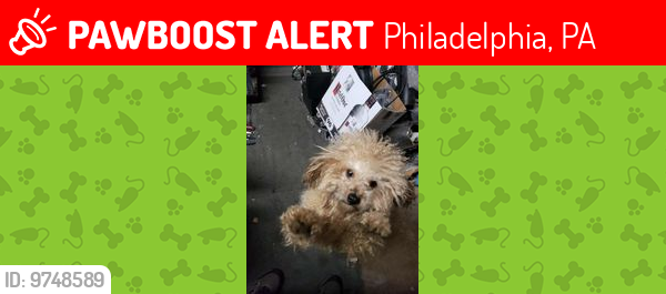 Lost Male Dog last seen Near N. 6th street phila. pa. 19126, Philadelphia, PA 19126