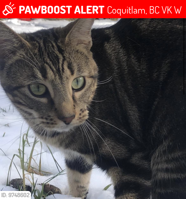 Lost Female Cat last seen Hard rock casino Vancouver , Coquitlam, BC V3K 6W3