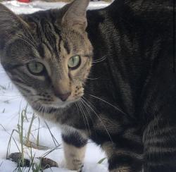 Lost Female Cat last seen Hard rock casino Vancouver , Coquitlam, BC V3K 6W3