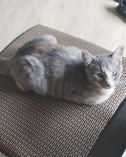Lost Female Cat last seen In the building , Columbia, MD 21045