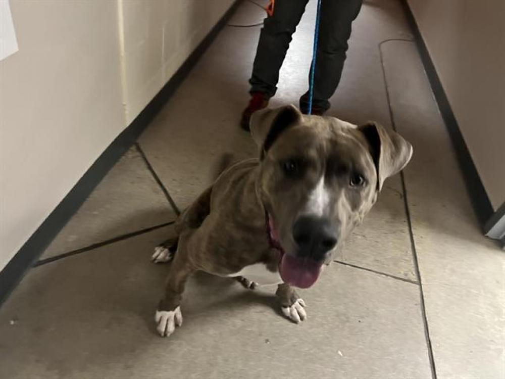 Shelter Stray Male Dog last seen NOT GIVEN, Auburn, CA 95603