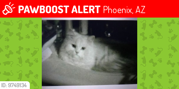 Lost Male Cat last seen 40th St and Oak St between Thomas Rd and McDowell Road, Phoenix, AZ 85003