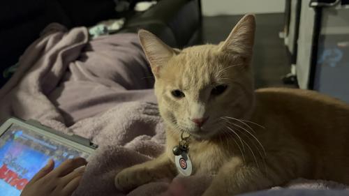 Lost Male Cat last seen Not sure, Westchester, IL 60154