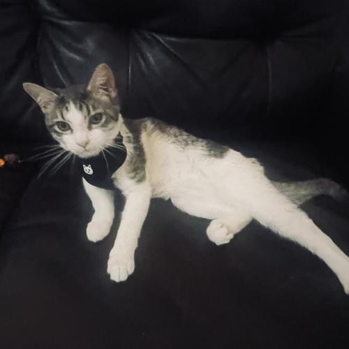 Lost Male Cat last seen New Hampshire Ave, East and west highway , Takoma Park, MD 20912