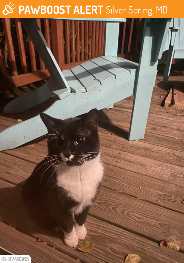 Found/Stray Unknown Cat last seen Silver Spring Ave & Grove, Silver Spring, MD 20910