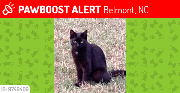 Lost Female Cat last seen On Midwood Ln near South Point Rd @ Armstrong Rd, Belmont, NC 28012