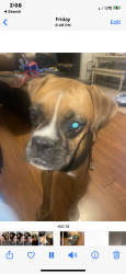 Lost Female Dog last seen Redlands and Wilson, Perris, CA 92571