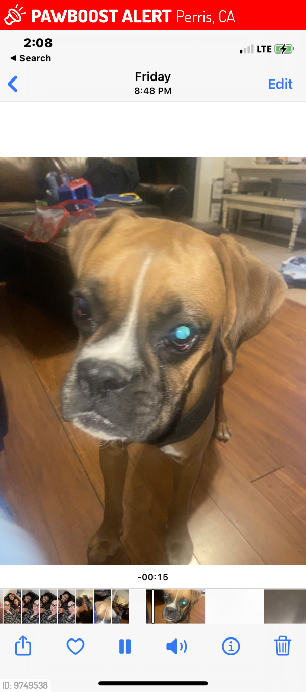Lost Female Dog last seen Redlands and Wilson, Perris, CA 92571