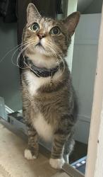 Lost Male Cat last seen North Sea rd and Millstone dr, Southampton, NY 11968