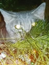 Lost Female Cat last seen Dunailie Dr, Nashville, Nashville, TN 37217