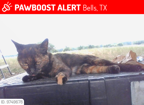 Lost Female Cat last seen Bells City Limit, Bells, TX 75414